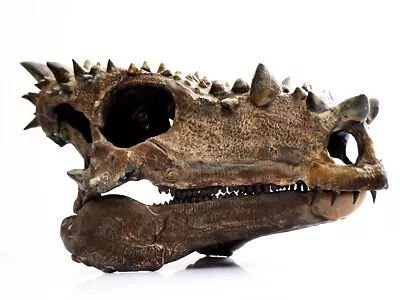 Dracorex Dinosaur Skull (young Pachycephalosaurus) • $342