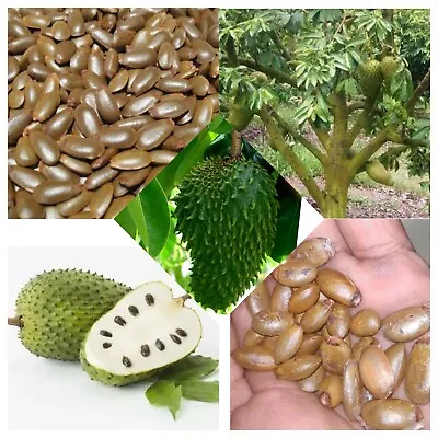 $7.99 • Buy Ceylon Soursop Seeds Guanabana Annona Muricata Organic Natural Seeds Gravlola