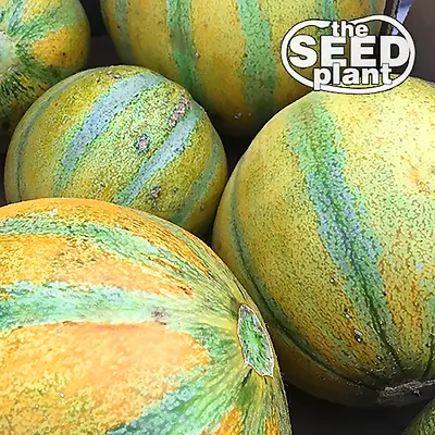 Israel Ogen Melon Seeds 25 SEEDS NON-GMO • $1.79