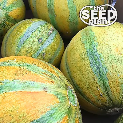 Israel Ogen Melon Seeds 50 SEEDS NON-GMO • $1.95