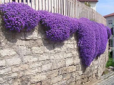 £1.69 • Buy Creeping Thyme - Garden Plant Herb - Viable Seeds- UK Stock - FREE P&P -UK Stock