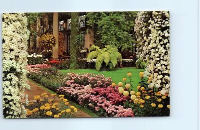 Postcard - Chrysanthemums Longwood Gardens Kennett Square Pennsylvania • $3.46