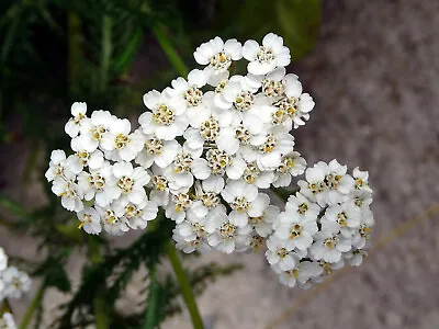 1000+ Yarrow Seeds - Perennial White Flower | Heirloom Wildflower Medicinal Herb • $1.99