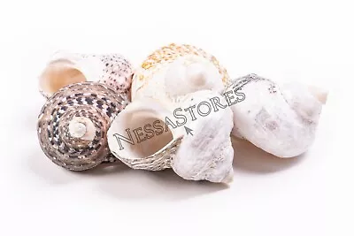 Mexican Turbo Sea Shell Beach Craft Hermit Crab 1 1/2  - 2 1/2  (5 PCS ) #JC-034 • $6.49