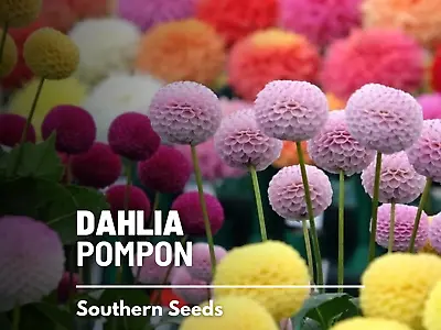 Dahlia Pompon Mix - 25 Seeds - Easy To Grow -  Non GMO (Dahlia Variabilis) • $1.90