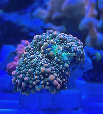 WYSIWYG Forrest Fire Yuma Mushroom Soft Coral • $45