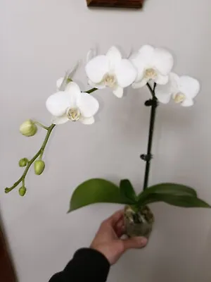 $45 • Buy Phalaenopsis Amabillis In Flower 