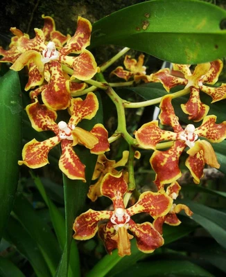 $35 • Buy Vanda Arcuata (Fragrant Species)