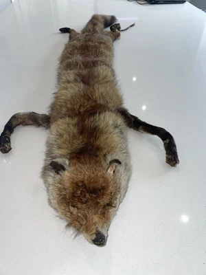 £15 • Buy Antique Vintage Full Red Fox Fur Stole