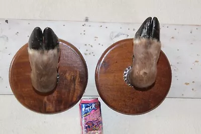 2 Sable Taxidermy Foot Hoof Feet Log Cabin Decor Whitetail Mule Deer Moose Elk • $110