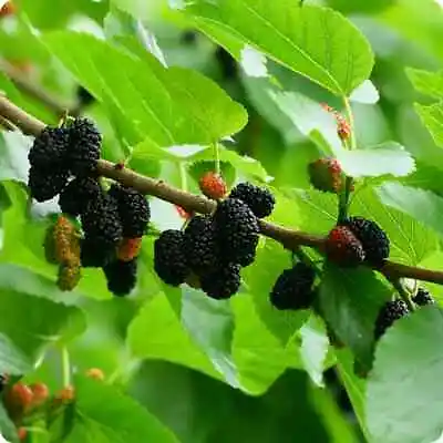 Black Mulberry (20 Seeds) Fresh This Season's Harvest {RARE & EXOTIC} • $2.99