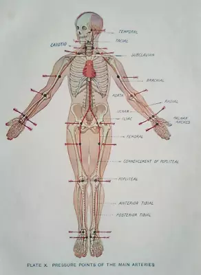 HUMAN ANATOMY - THE MAIN ARTERIES - Original Edwardian Print • £9.99