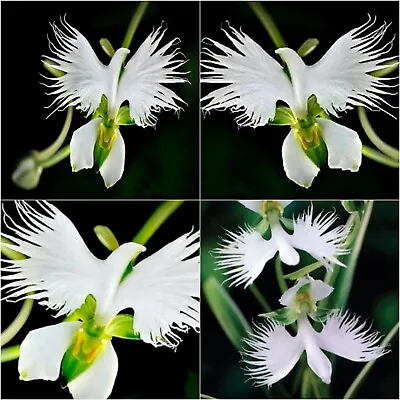 $12.95 • Buy Flying Dove Iris Orchid Seeds White Flowering Garden Plant Seed Free Post Aust