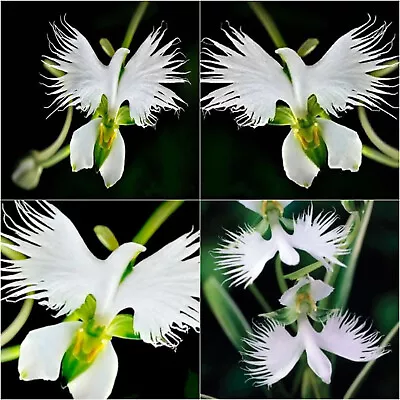 Flying Dove Iris Orchid Seeds White Flowering Garden Plant Seed Free Post Aust • $12.95