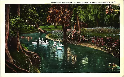 Swans In Red Creek Genesee Valley Park Rochester NY White Border Postcard C1920s • $5.27