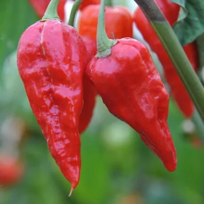 £3.85 • Buy Naga Chilli Plant