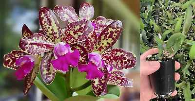 RON Cattleya Orchid Rlc. Yuan Dung Python 'Passion Fruit MERICLONE 50mm Pot Size • $16