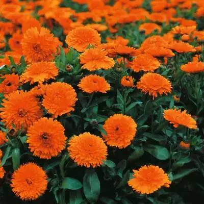 Thompson & Morgan Calendula Candyman Orange Seeds Garden Plants 1 Pack 100 Seeds • £3.49