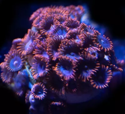 Red Zoa Zoanthid Soft Coral Frag 20+ Polyps WYSIWYG • £25