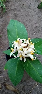 Meyer Lemon Tree In 1 Gallon Pot Blooming • $65