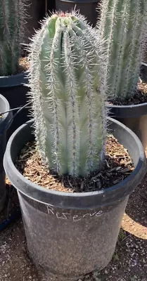 Pachycereus Pringlei - Cardon Cactus - Huge Live Rooted Plant - 18 Inches Tall • $375
