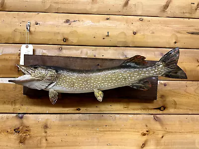 Real Skin Mount Northern Pike Walleye Musky Fish Taxidermy FNP26 • $269