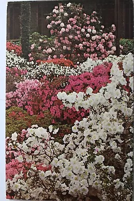 Pennsylvania PA Kennett Square Longwood Gardens Postcard Old Vintage Card View • $0.50