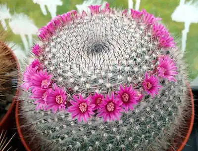 MAMMILLARIA HAHNIANA Old Lady Cactus Exotic Rare Plant Seed -20 SEEDS • $8.99