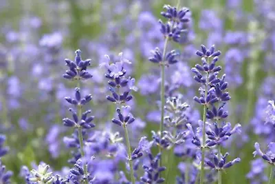 NEW Munstead Lavender - Non-GMO - Heirloom - 100 Seeds - GREAT FOR BAKING! Ts • $3.99