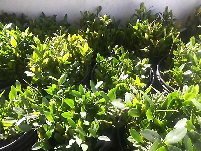 😎5 100% Organic Red Mangrove Plants  Aquarium Terrarium Vivarium Paludarium  • $18