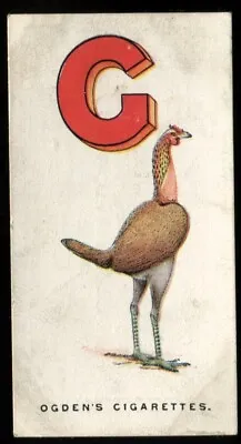 Tobacco Card Ogdens POULTRY ALPHABET 1924 G - Game Fowl #7 • £3