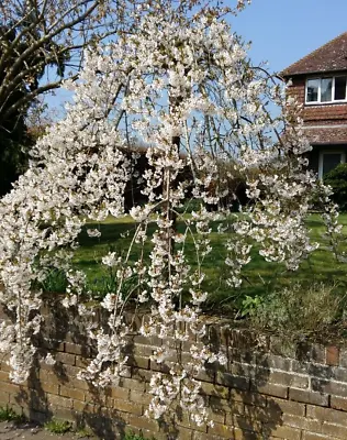 Prunus Snow Showers BR Top-worked Tree 120-140cm Plant Flowering Cherry Tree • £32.99