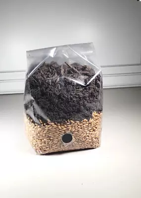 PREMIUM All In One Mushroom Grow Bag 4 LBS! • $23.99