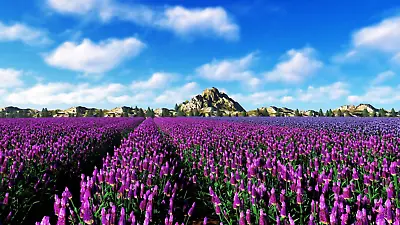 Lavandula Dentata - French Lavender - Hardy & Fragrant - Viable Seeds -UK Stock • £2.09