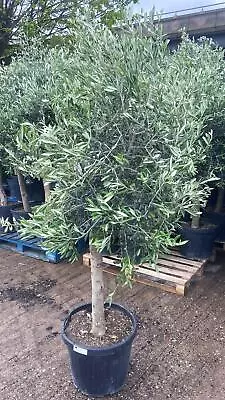 Hardy Olea Plant Large Trunk Olive Tree Mature Specimen @ 100L Pot 1.8-1.9m Tall • £239.99