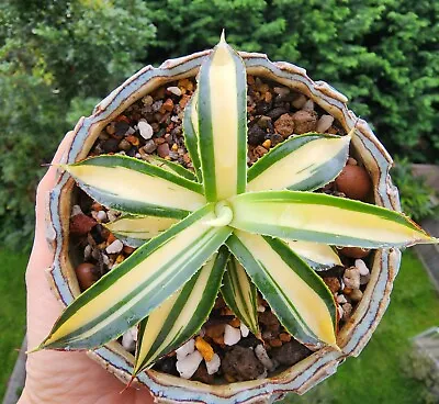 Agave Snow Glow Mediopicta Variegated 12cm • $720