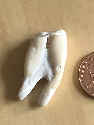 Fossil Cave Bear Tooth- Ice Age • £17