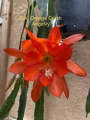 Epiphyllum Orange Crush 4” Pot Rooted -Free Shipping • $18