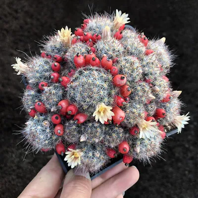 Mammillaria Prohjera Multiple Heads Flowering Cactus Succulent Plants 2-2.5cm • $15.03