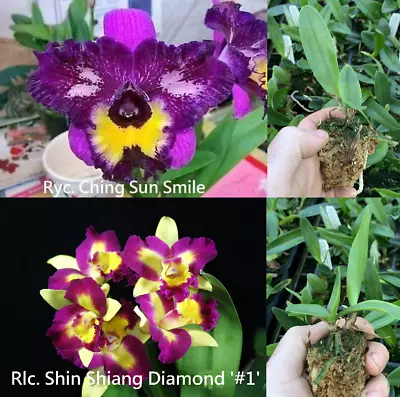 $12 • Buy RON Cattleya Orchid Rlc Shin Shiang Diamond 'Taiyoung #1' X Ching Sun Smile 50mm