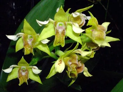 $28 • Buy Species Orchid - Dendrobium Macrophyllum