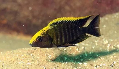 Sulphur Head Maylandi Peacock Aulonocara Malawi Cichlid 4cm • £0.99