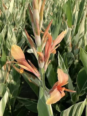 3 X Canna Lily Striped Leaves 'Stuttgart' (Tubers) Free UK Postage • £18.50