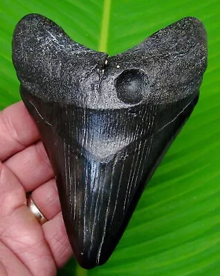 Megalodon Shark Tooth  - 4.92 -  Sc River  - Sharks Teeth - Megladone Jaw • $135