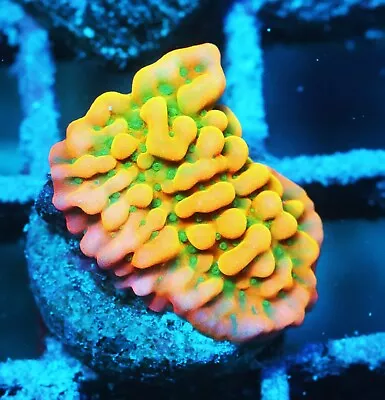 Jason Fox Beach Bum Montipora Zoanthids Paly Zoa SPS LPS Corals WYSIWYG • $6.50