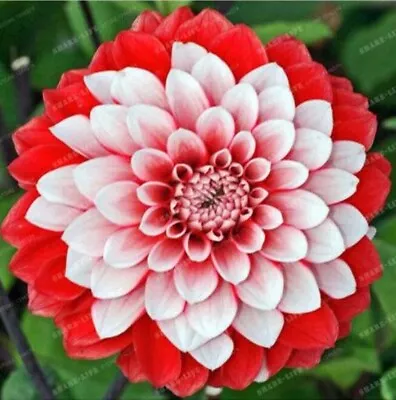 20 SEEDS For Red White Tip SWEETHEART DAHLIA Rare Flower Exotic Plant USA Seller • $7.75