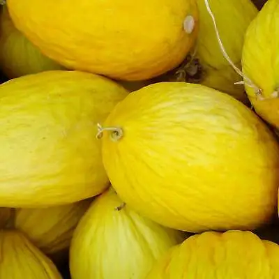 Crenshaw Melon Seeds Cranshaw Heirloom NON-GMO Variety Sizes FREE SHIPPING • $1.69