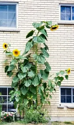 12 Kong Sunflower F1 Seeds - 17 Feet Tall • £2.39