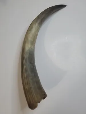 Cow Horn Texas Steer Natural Unpolished Unmounted Large 13  Length Authentic  • $38