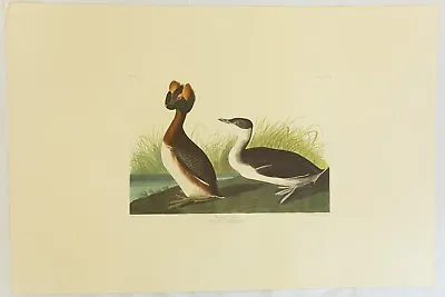 $99.99 • Buy The Birds Of America. Audubon. Horned Grebe. Amsterdam Edition.